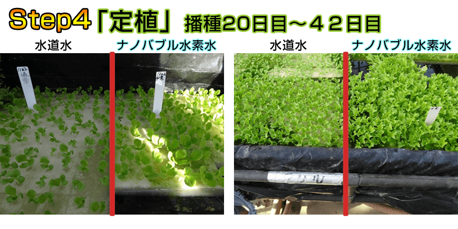 播種２０日目、サラダ菜は順調に生長している。フリルレタスでも試験した所、生育が早くなった。
